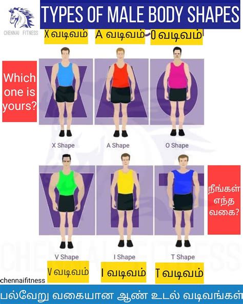 Male Body Type Chart