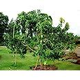 Cloud Farm Rare Dwarf King of Mango Plant Alphonso Grafted 1 Healthy ...