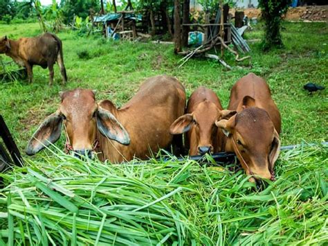 पशुपालकों के लिए खुशखबरी! अब गाय के साथ दुधारू भैंस का भी होगा ...