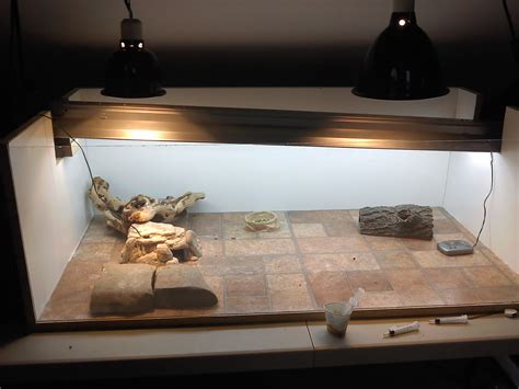 Ceramic Tiles Bearded Dragon at Gabriel Burnell blog