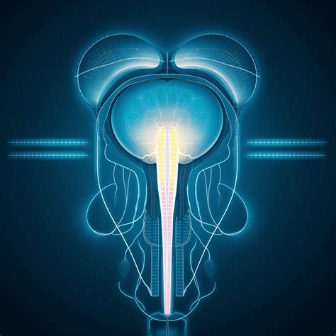 Bladder Cancer ICD-10 Codes: A Comprehensive Guide - Proventa International
