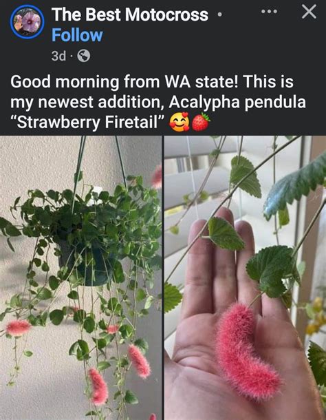 Pin by Maria Thibodeaux on Gardens in 2025 | Pretty plants, Cool plants ...