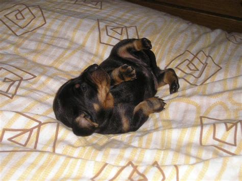 Deutsche Pinscher Welpen in Tschechien | Tiere | Kleinanzeigen