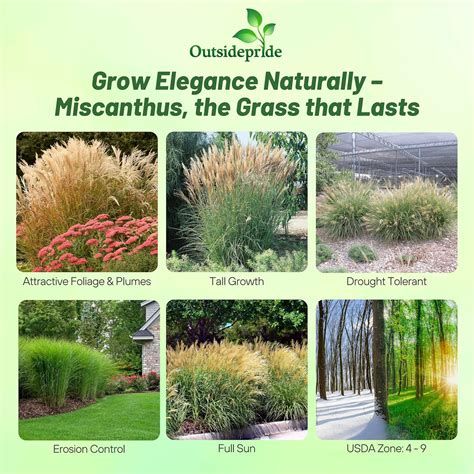 Miscanthus Sinensis Chinese Silver Drought Tolerant Xersicape ...