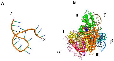 Interaction of miR-155 with Human Serum Albumin: An Atomic Force ...