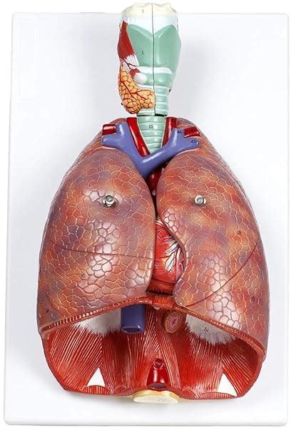 Myaskro - Larynx, Heart And Lungs Anatomy Model (Premium Quality ...