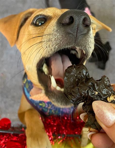 India's First Species-Appropriate Pet Food - Canine India