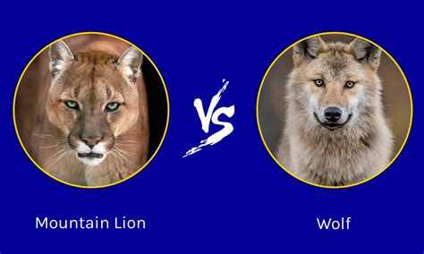 Mountain Lion vs Wolf: Which Forest Predator Is More Fearsome? - A-Z ...