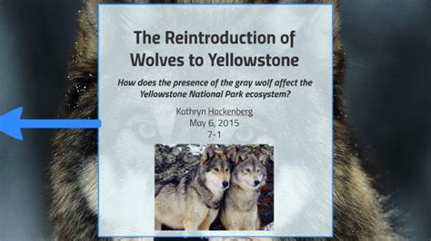 Image result for How Reintroducing Wolves Changed Yellowstone
