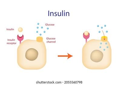 Image result for Insulin Management Algorithm