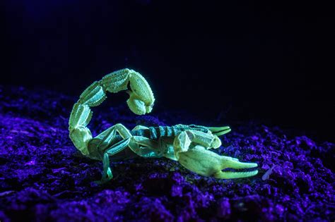 Why do scorpions glow under UV light? - Tsavo Trust