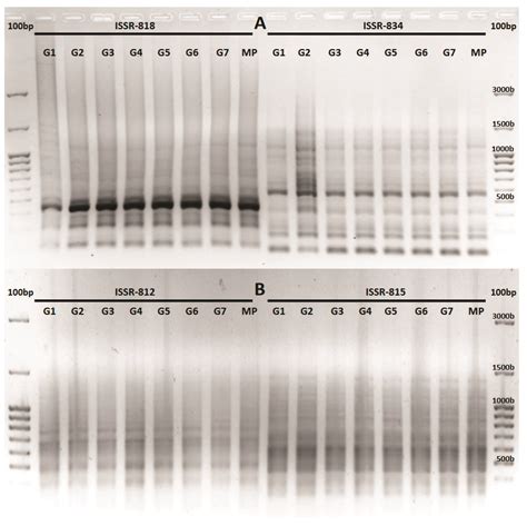 Regeneration of Viburnum dentatum L. from Alginate-Encapsulated Shoot ...