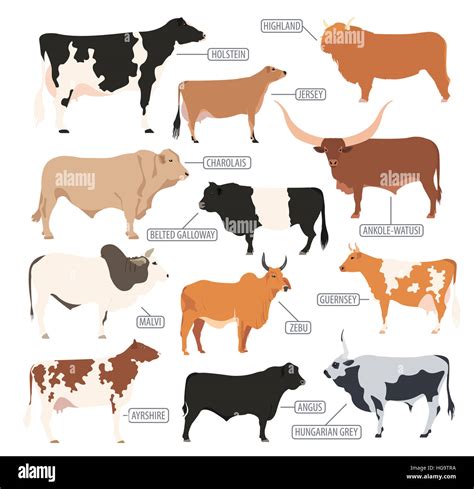 American Cow Breeds