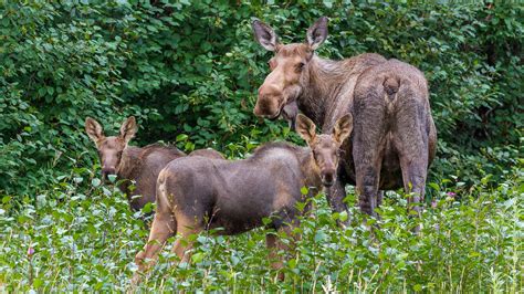 What Is a Group of Moose Called? - A-Z Animals