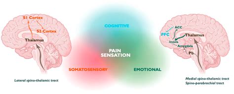 Cingulate cortex Disorders 的图像结果