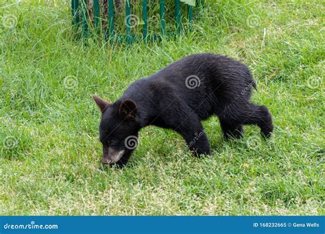 Bear Country South Dakota stock image. Image of black - 168232665