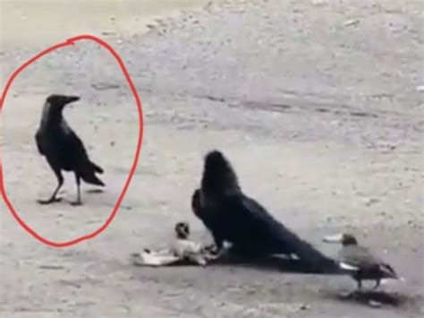 In A Video Going Viral A Myna Bird Is Seen Attacking & Shooing Away ...