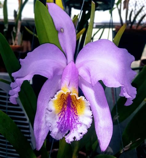 Cattleya Mossiae Var. Coerulea 'Reineckiana'