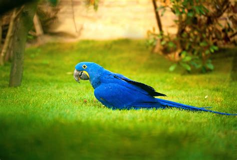 Stunning HD Wallpaper of a Hyacinth Macaw Parrot