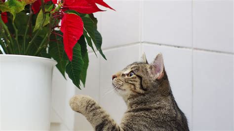 Are Poinsettias Harmful To Cats And Dogs