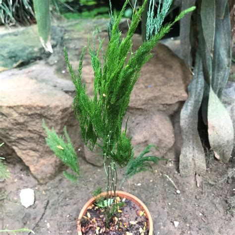 Asparagus setaceus Pyramidalis Satavari Fern Plant