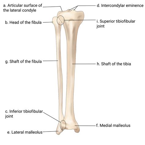 Match the terms in the key with the appropriate leader lines | Quizlet