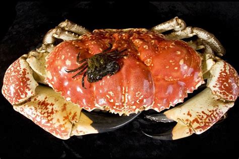 世界上最大的食用蟹 皇帝蟹（一只脚就能让人吃饱）_探秘志
