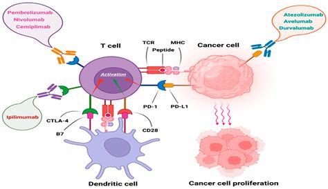Advanced and Metastatic Non-Melanoma Skin Cancer: Epidemiology, Risk ...