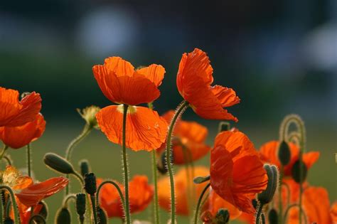 Image result for Comparing Numbers Using Pictures