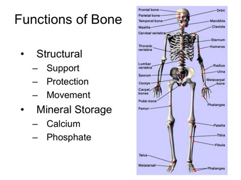 Image result for Bone Function
