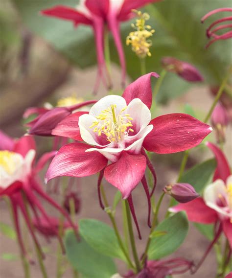 Spring-flowering plants: 11 bright and beautiful picks | Homes and Gardens