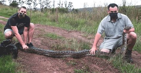 Image result for Python vs Goat