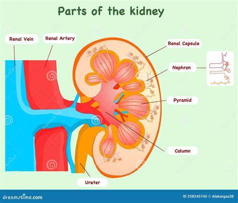 Label the parts Diagram of a Section through kidney Line drawing ...