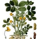 Observe the given picture. What would be?Source of Cooking oila)Sweet ...