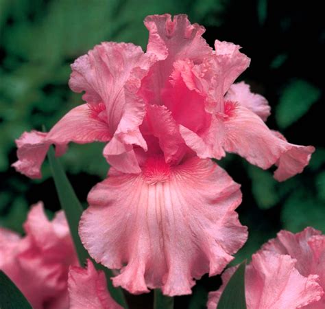 Top 999+ Iris Flower Wallpaper Full HD, 4K Free to Use