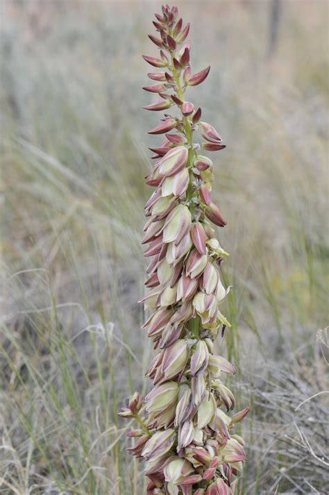New Mexico State Flower Info