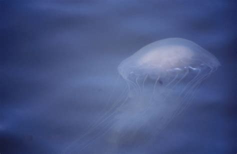 The Atlantic Sea Nettle | Invertebrate Care | The Algae Lab - AlgaeBarn