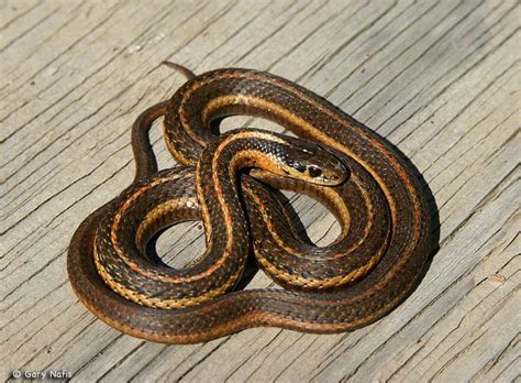 Image result for A Snake Using a Computer