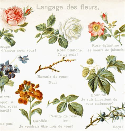 The Lost Language of Flowers: Victorian Floriography - Salisbury Greenhouse - Blog