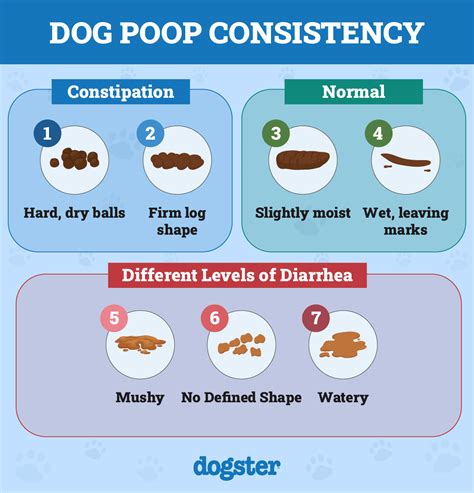 What Does Skinny Flat Poop Mean In Dogs - Infoupdate.org
