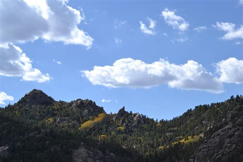 Last of the wildflowers. Prescott National Forest : r/arizona