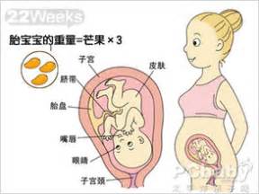 【怀孕22周】怀孕二十二周胎儿图,怀孕22周吃什么、注意什么_亲子百科_太平洋亲子网