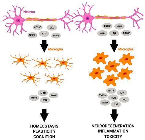What Do Microglia Really Do in Healthy Adult Brain?