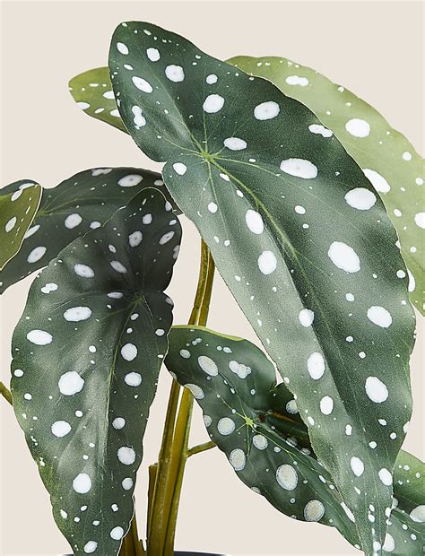Buy Artificial Begonia Plant at Marks & Spencer