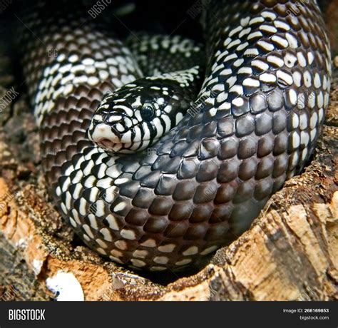 Black White Snake - Image & Photo (Free Trial) | Bigstock