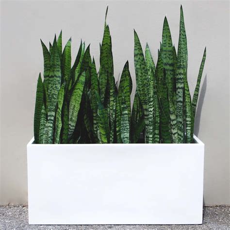 Root and Stock Belmont Rectangle Planter Box - Black | Planter boxes ...