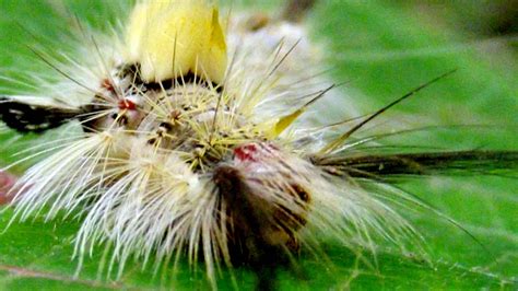 Tussock moth caterpillars return to Florida