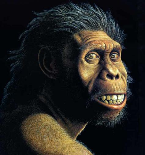 Australopithecus Habilis 的图像结果