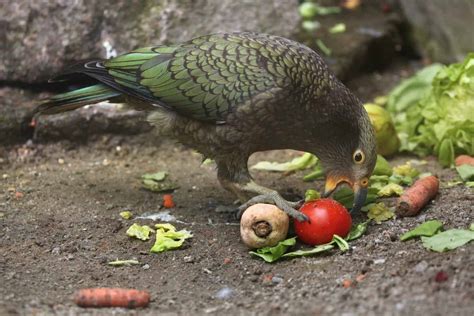 Which Australian Birds Eat Tomatoes And How To Stop Them