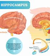 hippocampus 的图像结果